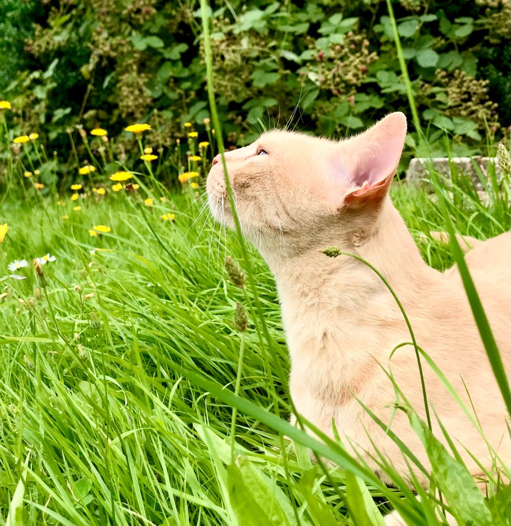 0ef88b9b 3538 4e10 b180 606c5cbe694f